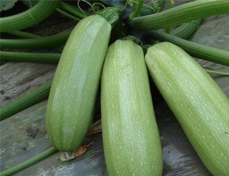 吃瓜吃多了怎么缓解,如何有效缓解不适感？