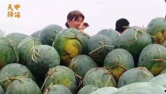 泰华吃瓜现场视频,一幕幕爆笑瞬间，网友直呼“太真实”