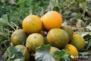 磴口县吃瓜,探寻瓜乡的独特魅力