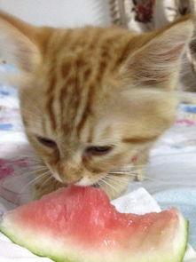 猫吃京瓜,猫咪的京瓜美食之旅