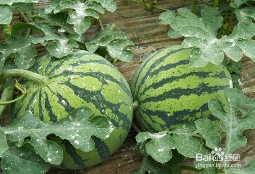 吃西瓜怎么挑选瓜,教你轻松选到甜美多汁的夏日佳果