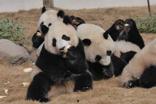 吃瓜熊猫人视频,揭秘网络红人的幕后故事