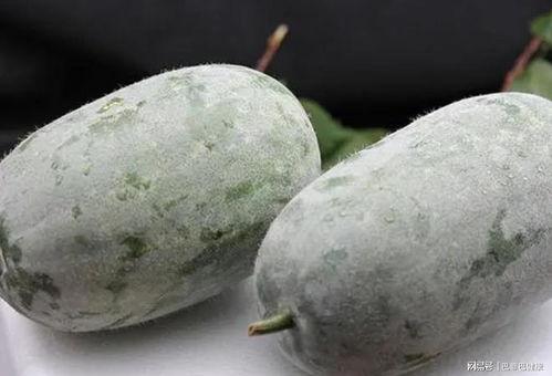 吃瓜一线以瓜换瓜,以瓜换瓜，畅享瓜界盛宴