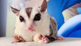 嘤嘤吃瓜,揭秘娱乐圈那些不为人知的幕后故事