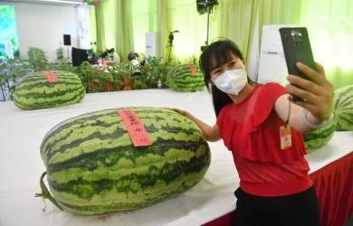 51吃瓜群众上海,揭秘上海滩的幕后故事