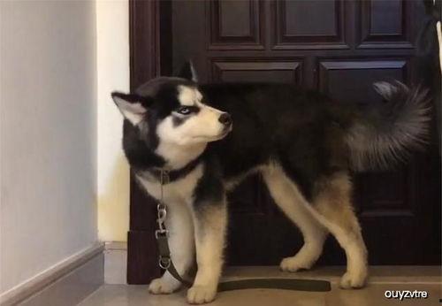 哈士奇知道吃瓜,揭秘狗狗的夏日消暑新宠