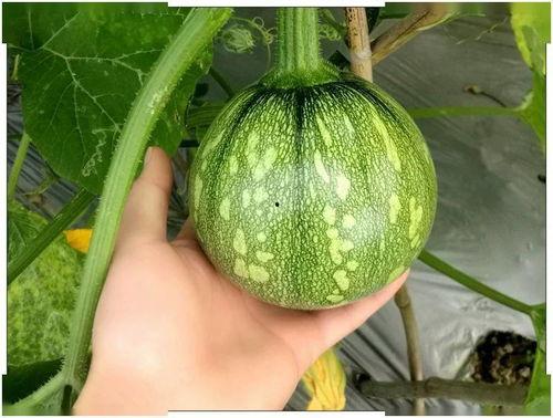 小嫣然吃瓜,揭秘娱乐圈幕后故事