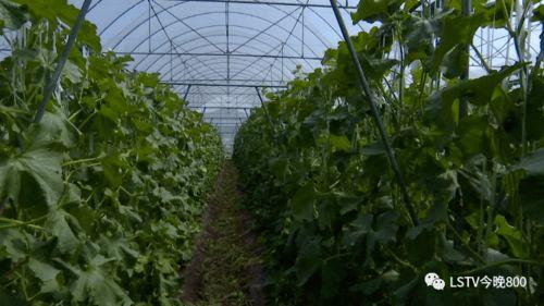 西昌今日吃瓜事件