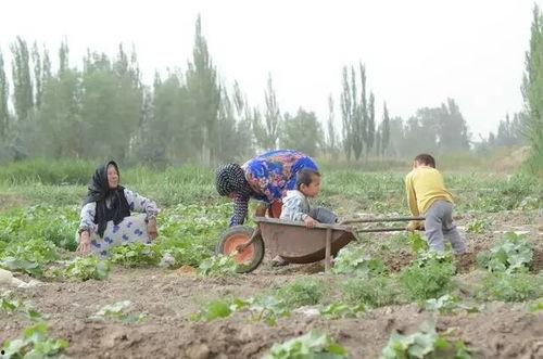 新疆沙漠吃瓜,沙漠瓜果之旅