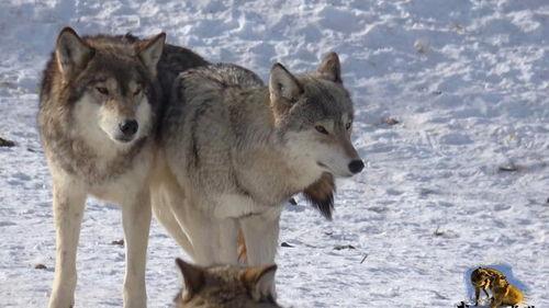 尼克吃瓜狼,揭秘网络红人的崛起之路