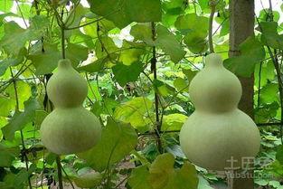 吃葫芦瓜会怎样